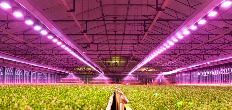 Another benefit of LED lighting for indoor grower: fighting pests and diseases